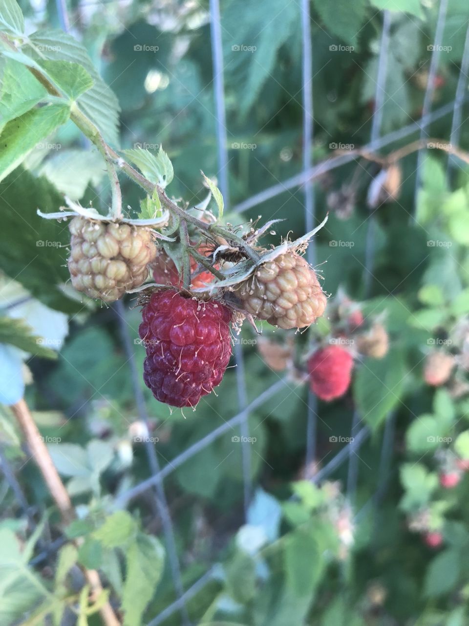 Garden raspberries