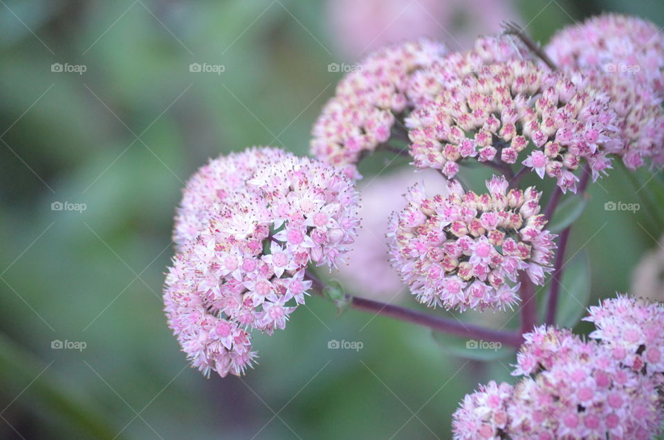 Sweet pink flowers