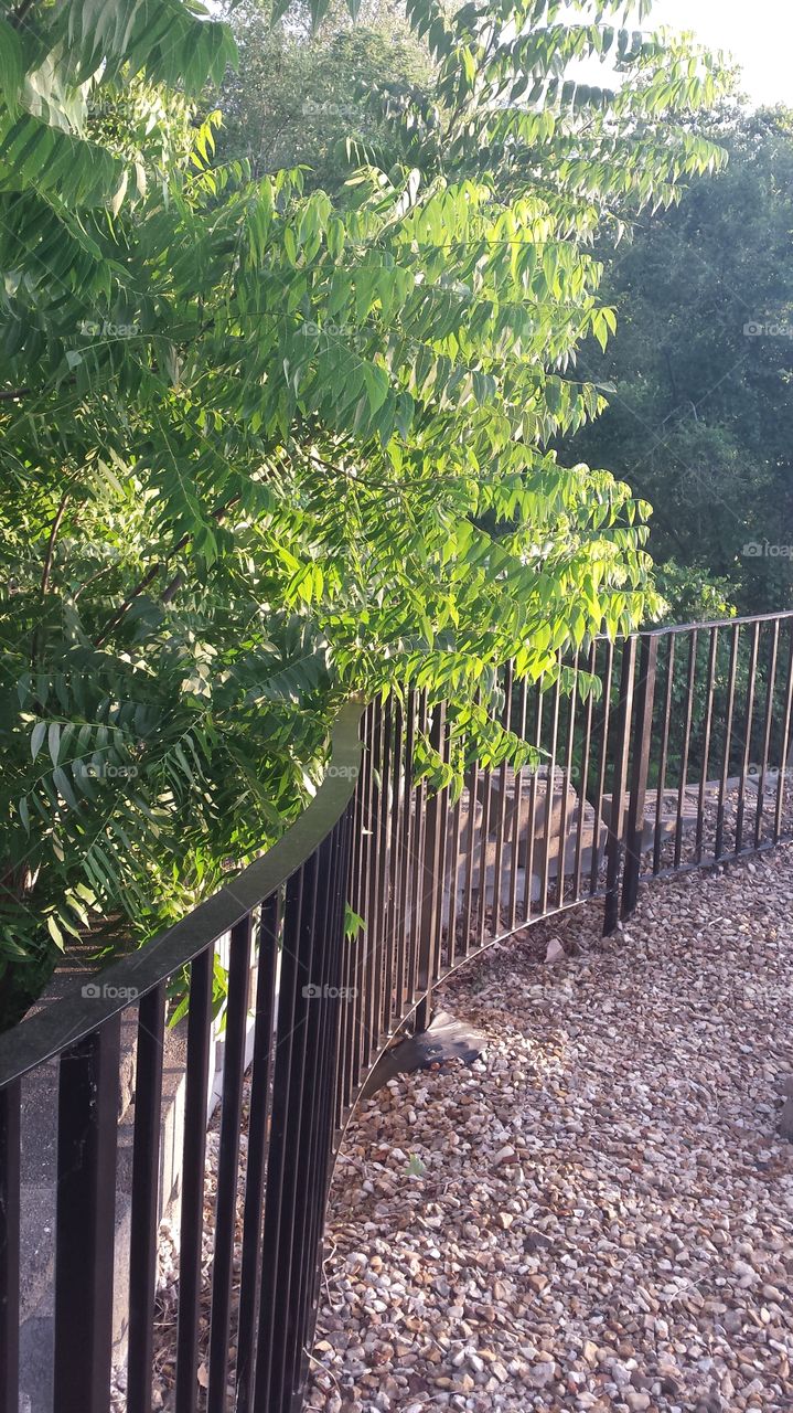 fence and tree branches