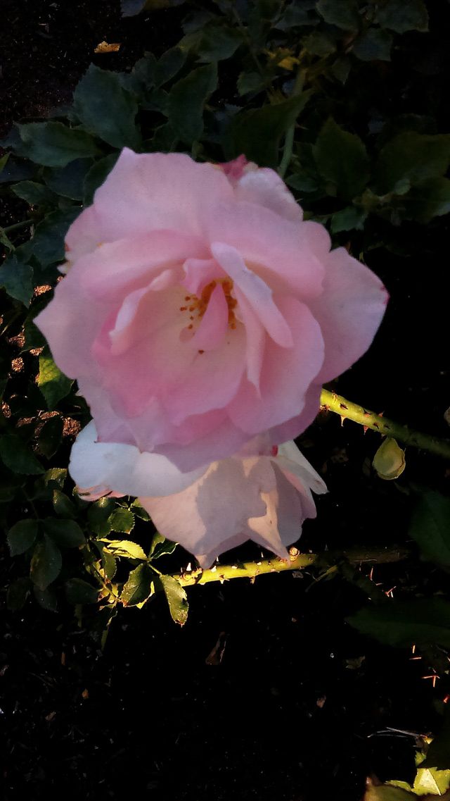Roses in bloom