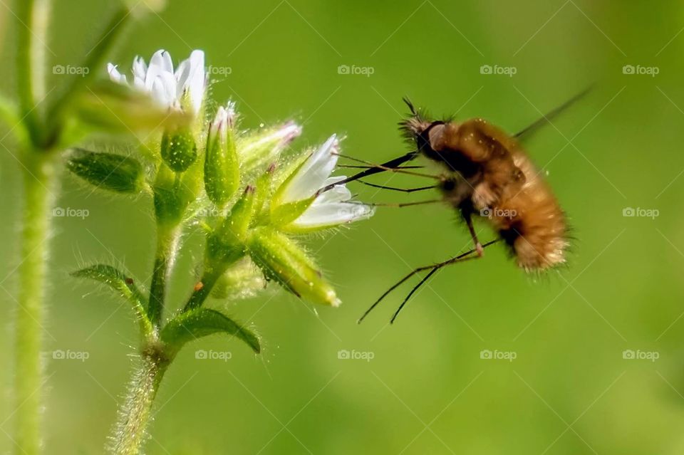 A greater bee fly partakes some nectar from a chickweed bloom with its extra long proboscis. Crowder Park, Apex, North Carolina. 
