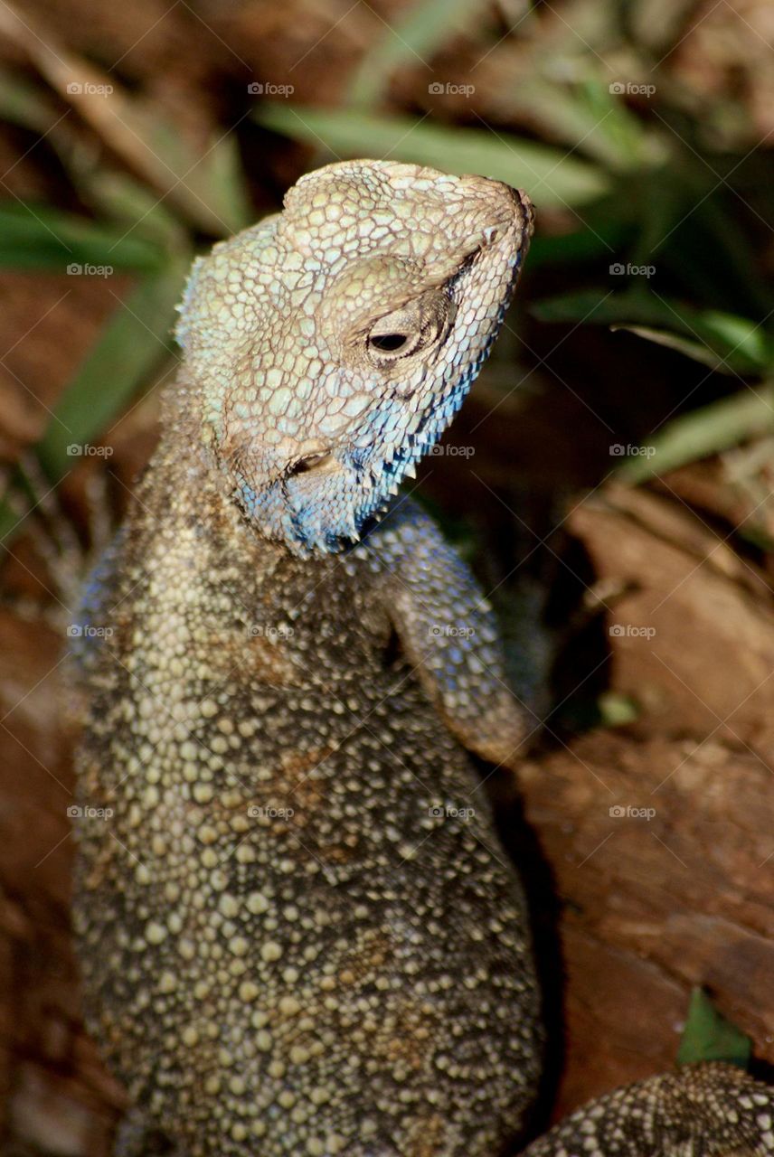 A blue headed agama lizard 