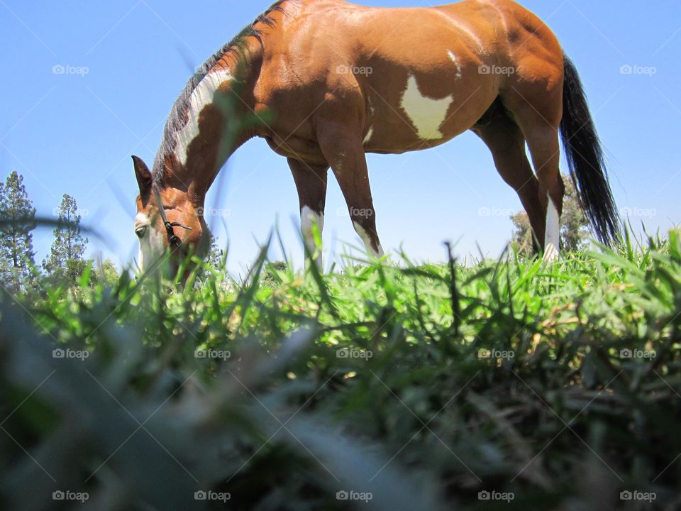 From the Ground Up: grazing horse surrounded by grass stubble and blue sky.