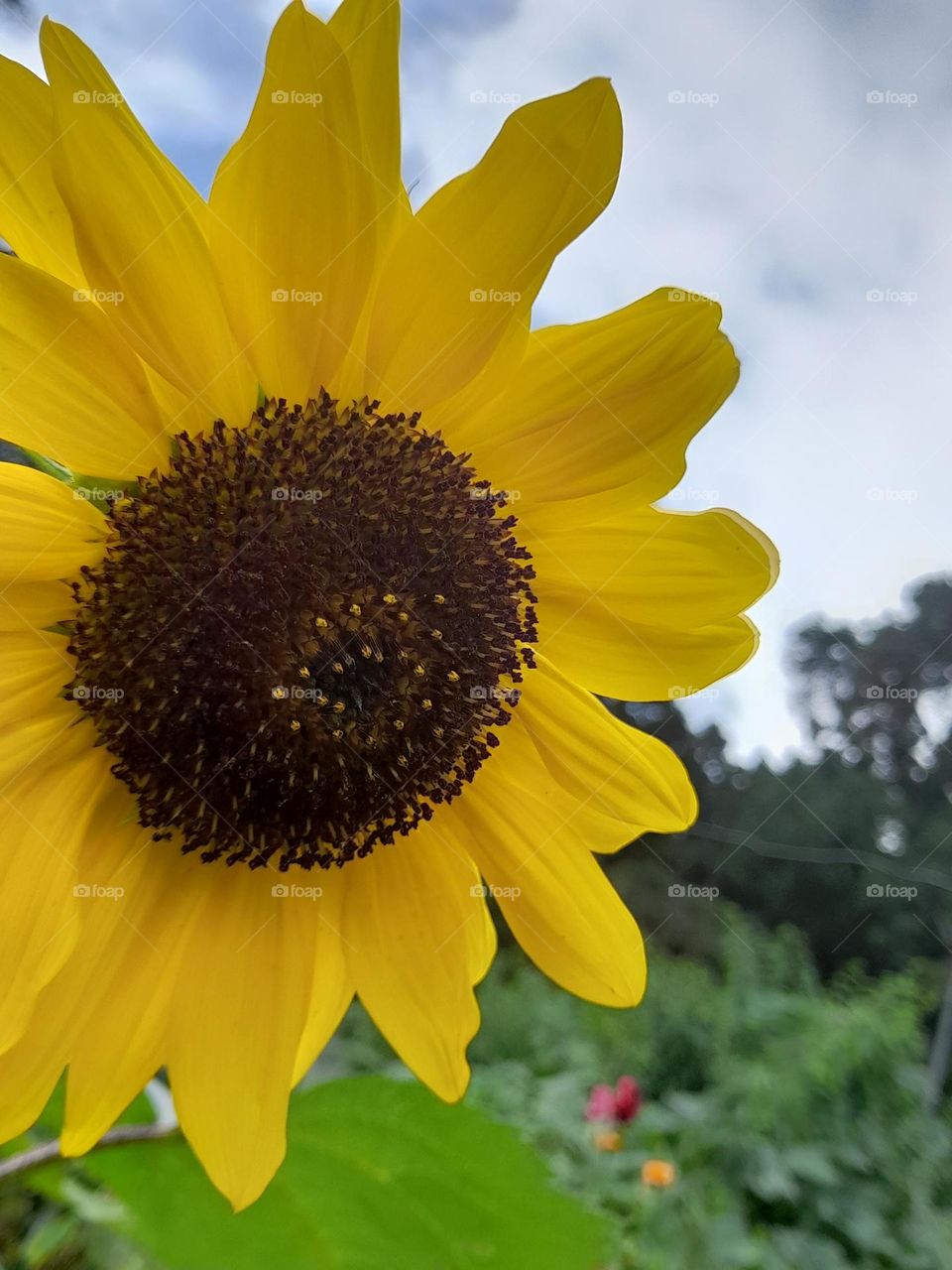 The common sunflower is a large annual forb of the genus Helianthus grown as a crop for its edible oil and seeds. This sunflower species is also used as wild bird food, as livestock forage, in some industrial applications,