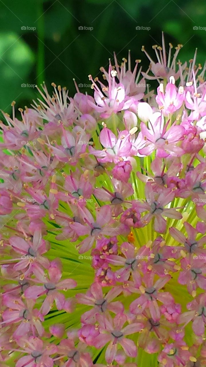 "Beautiful Pink Flowers". Boise backyard garden