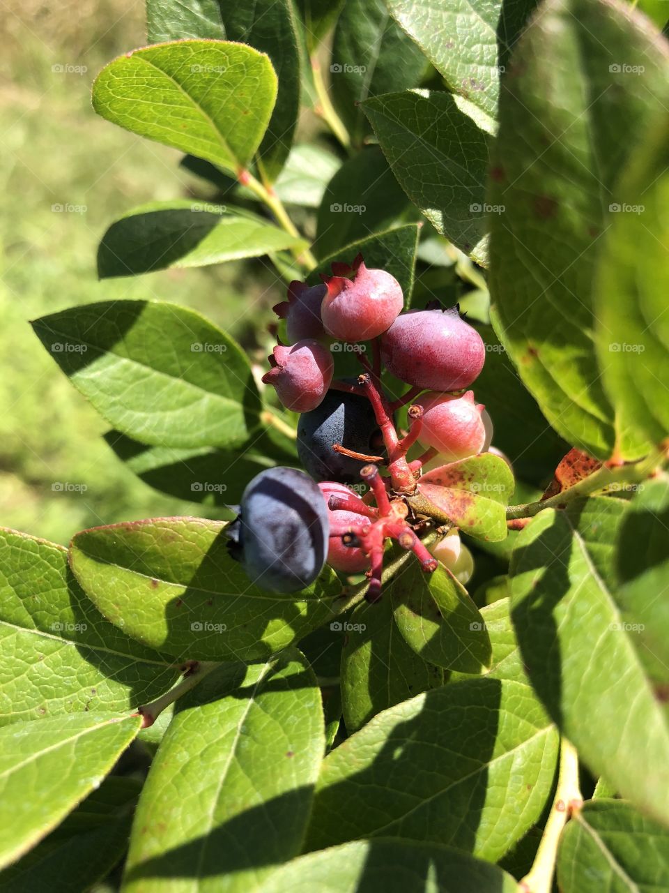Nothing like blueberry picking under a bright July sky. The darker the berry the sweeter the fruit. The lighter the color, the tangy taste.