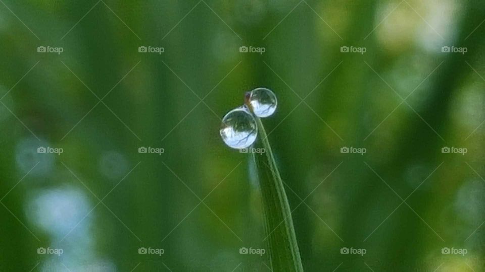 Dew, Drop, Nature, No Person, Leaf