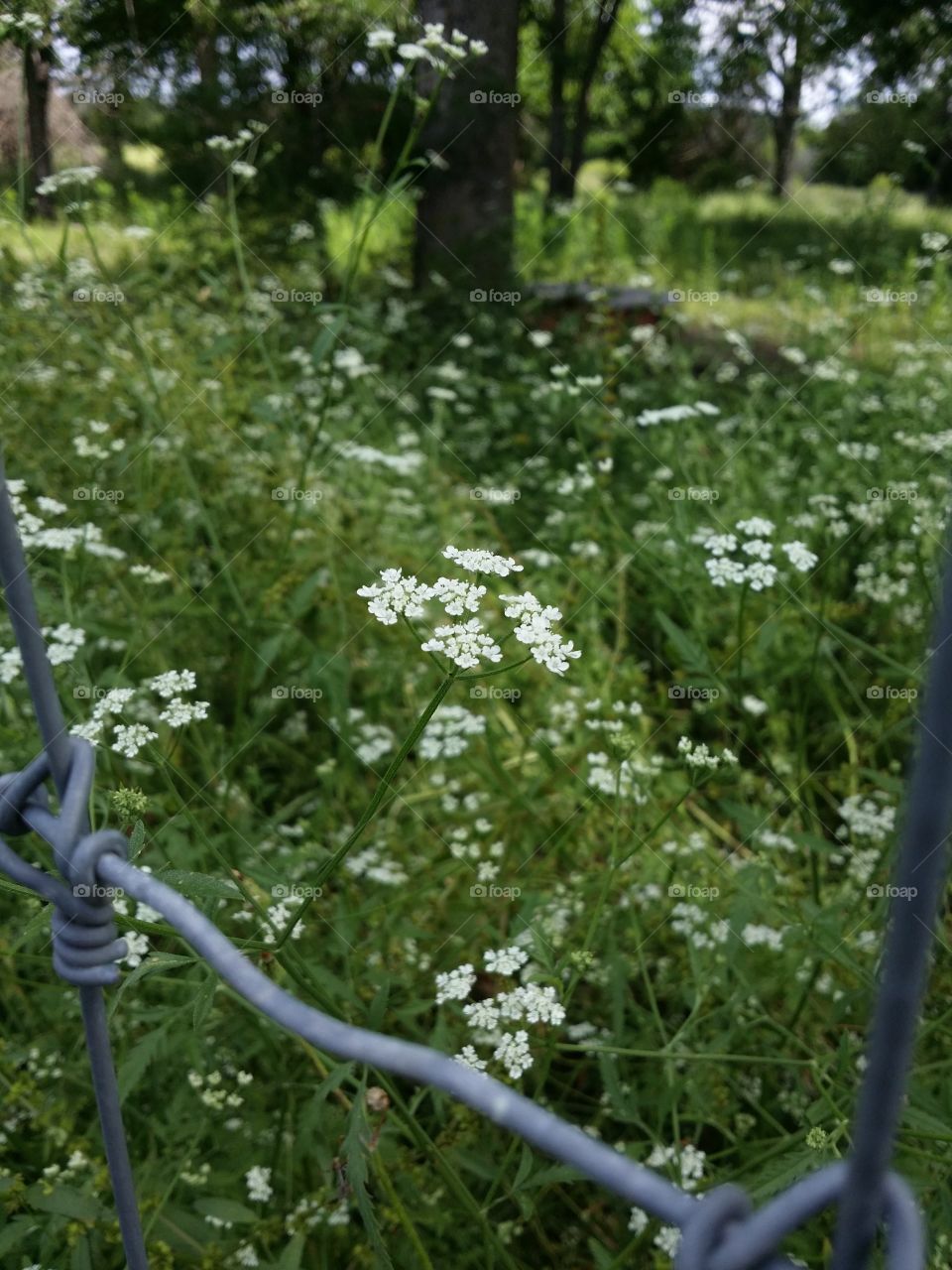 Lacy Wildflower