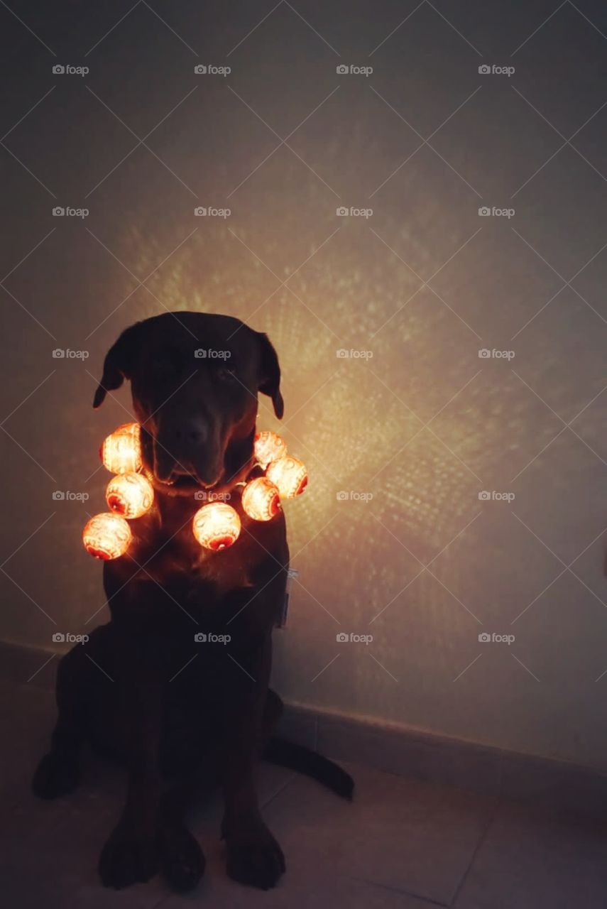 Dog#animal#pet#christmas#decoration#lights