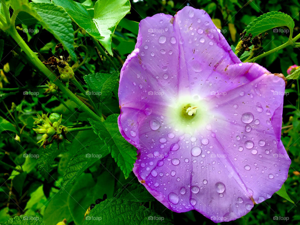 Morning glory after the rain