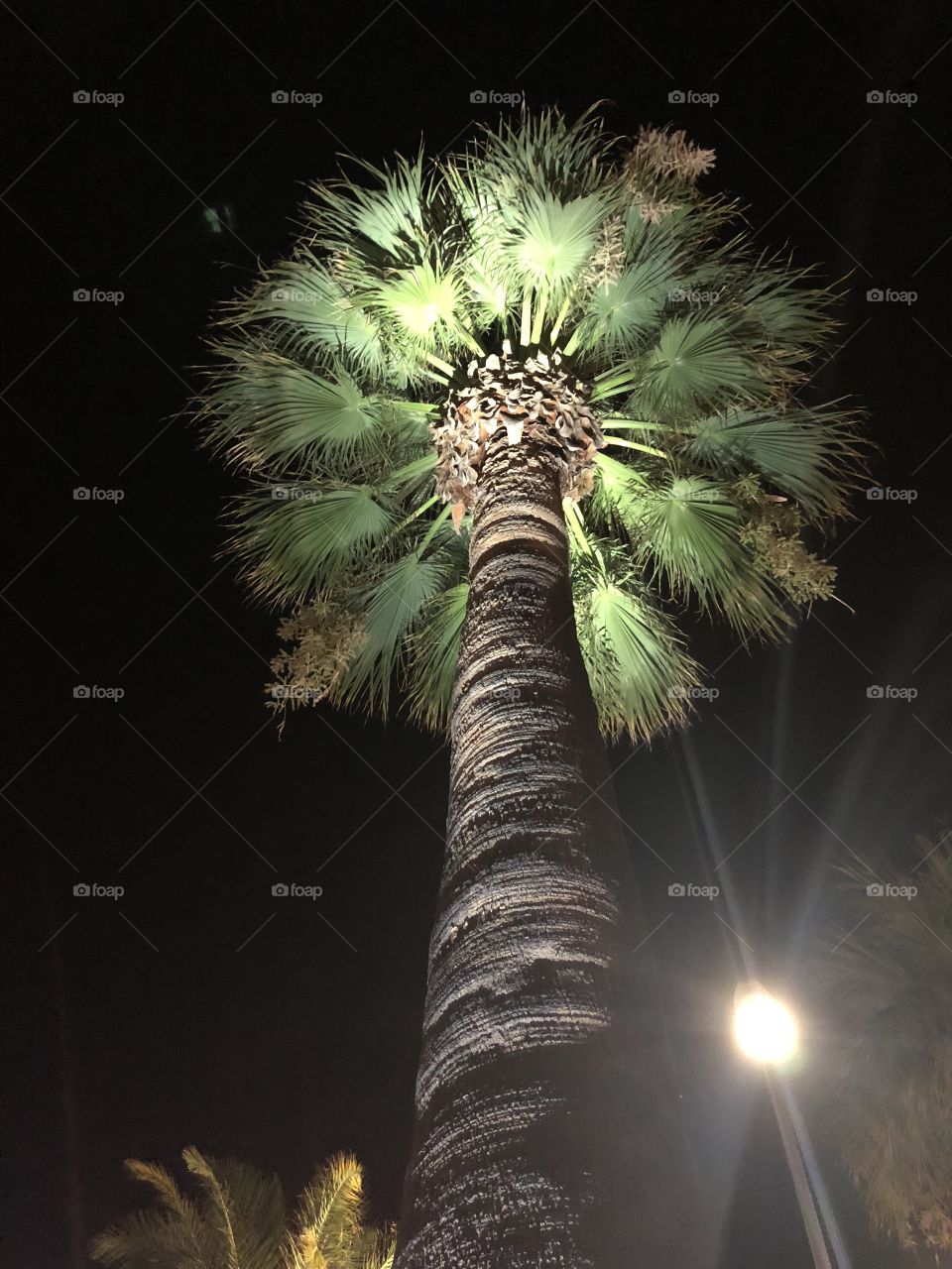 Palm summer night light 