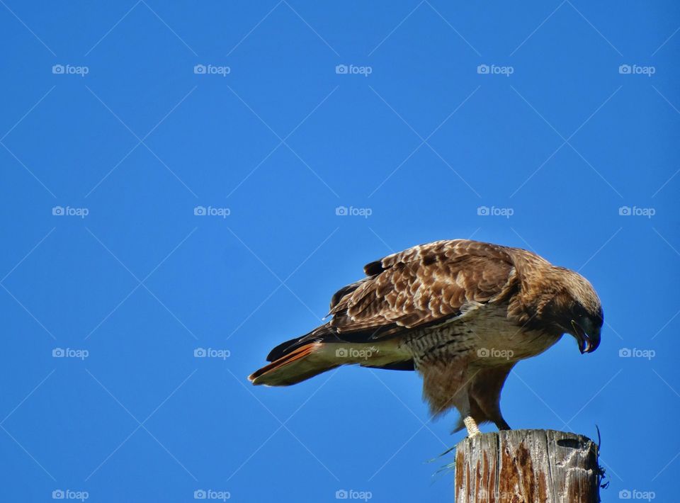 Red Tail Hawk