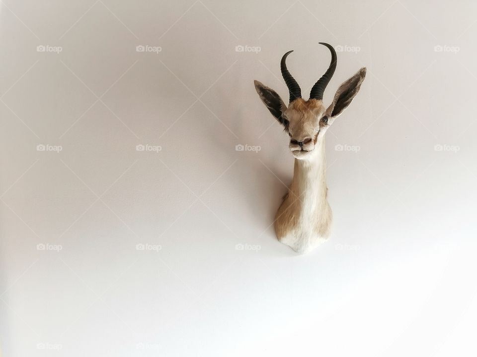 Springbok on wall
