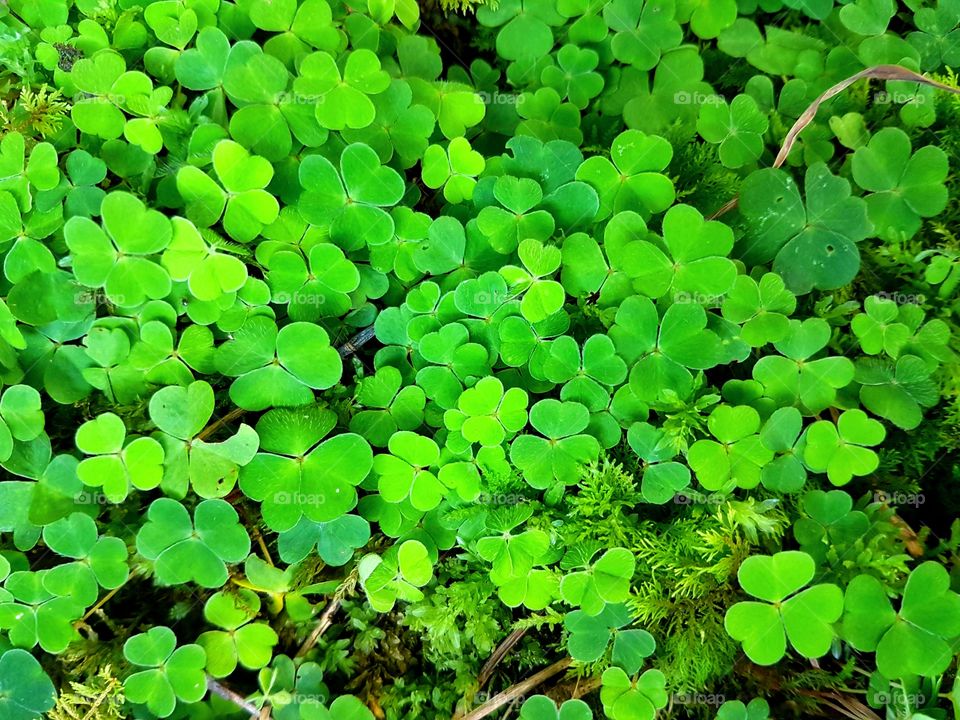 Bed of clovers