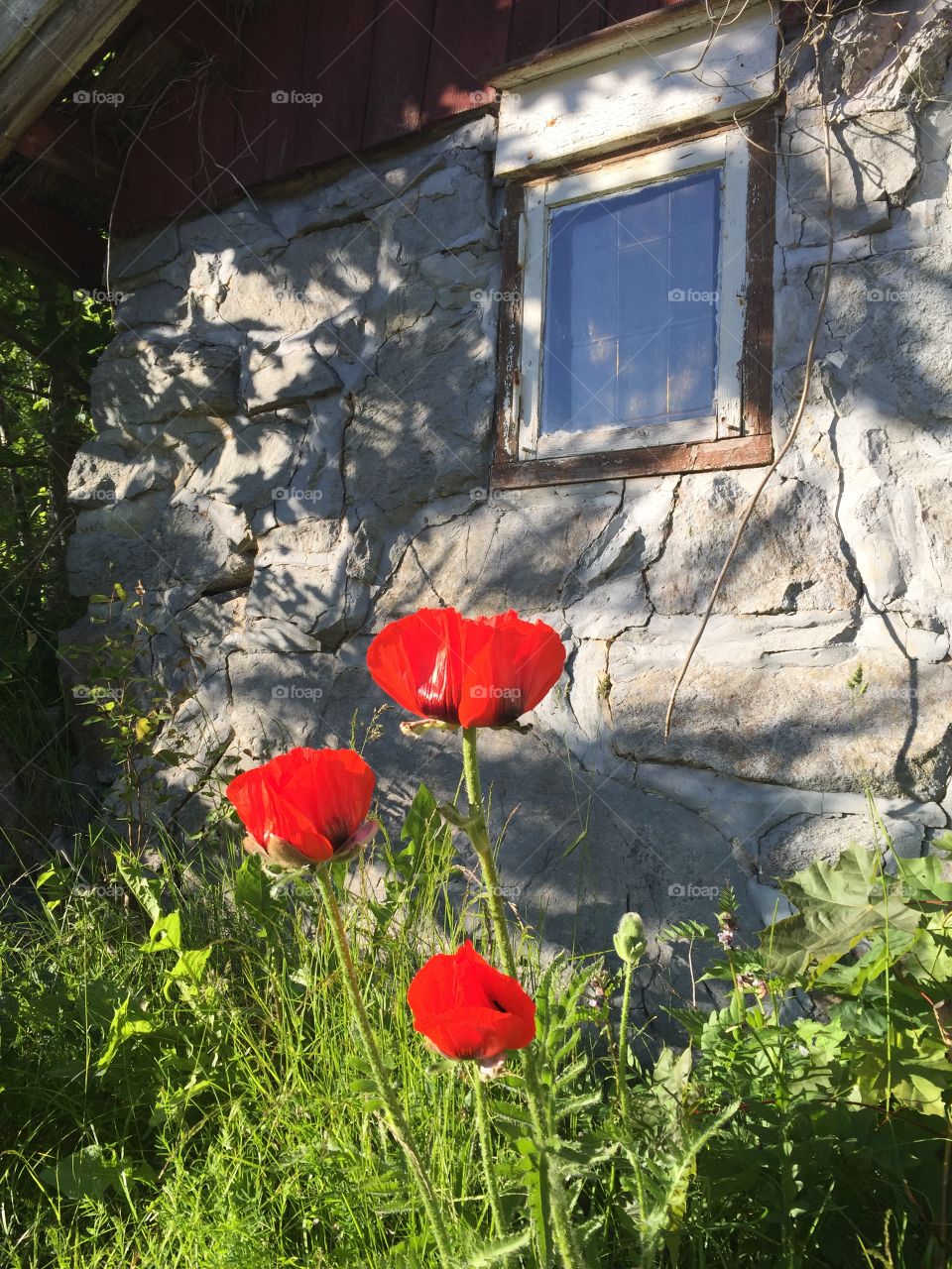 Lovely poppies