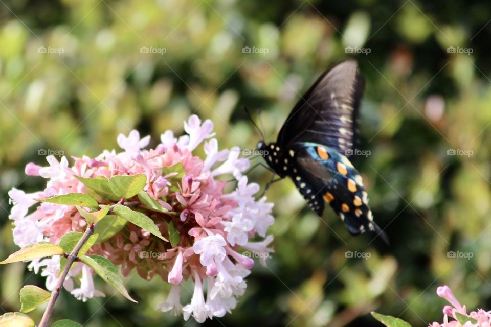 Butterfly in Motion