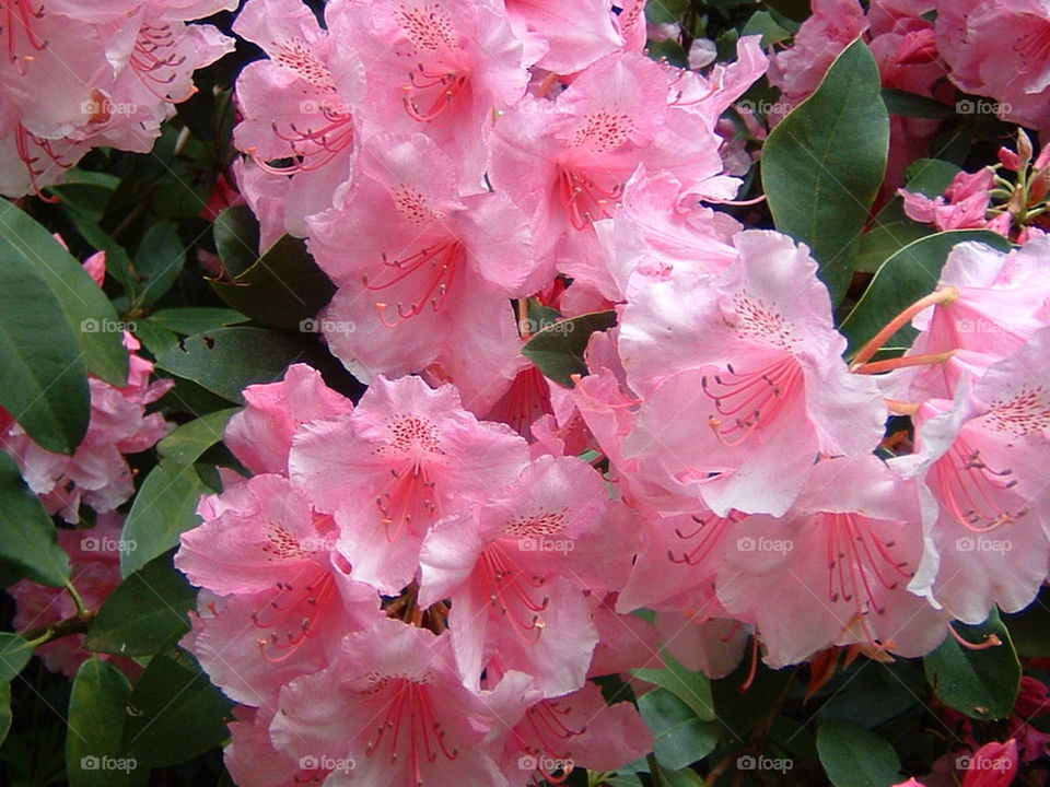 garden pink flower plant by jeanello