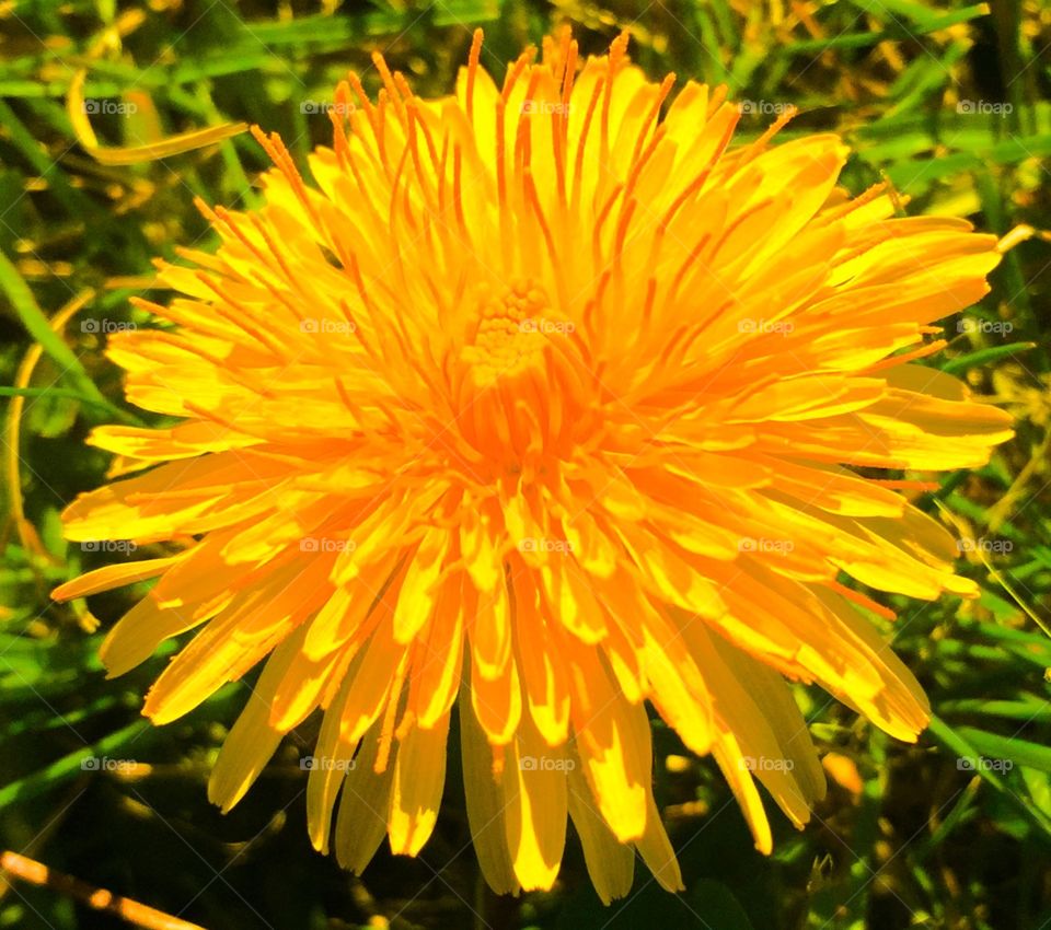 Yellow flower. Beautiful yellow flower 