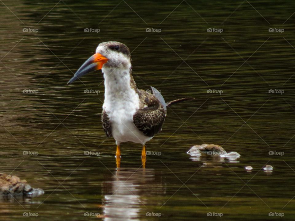 Belo talha mar com seu belo bico