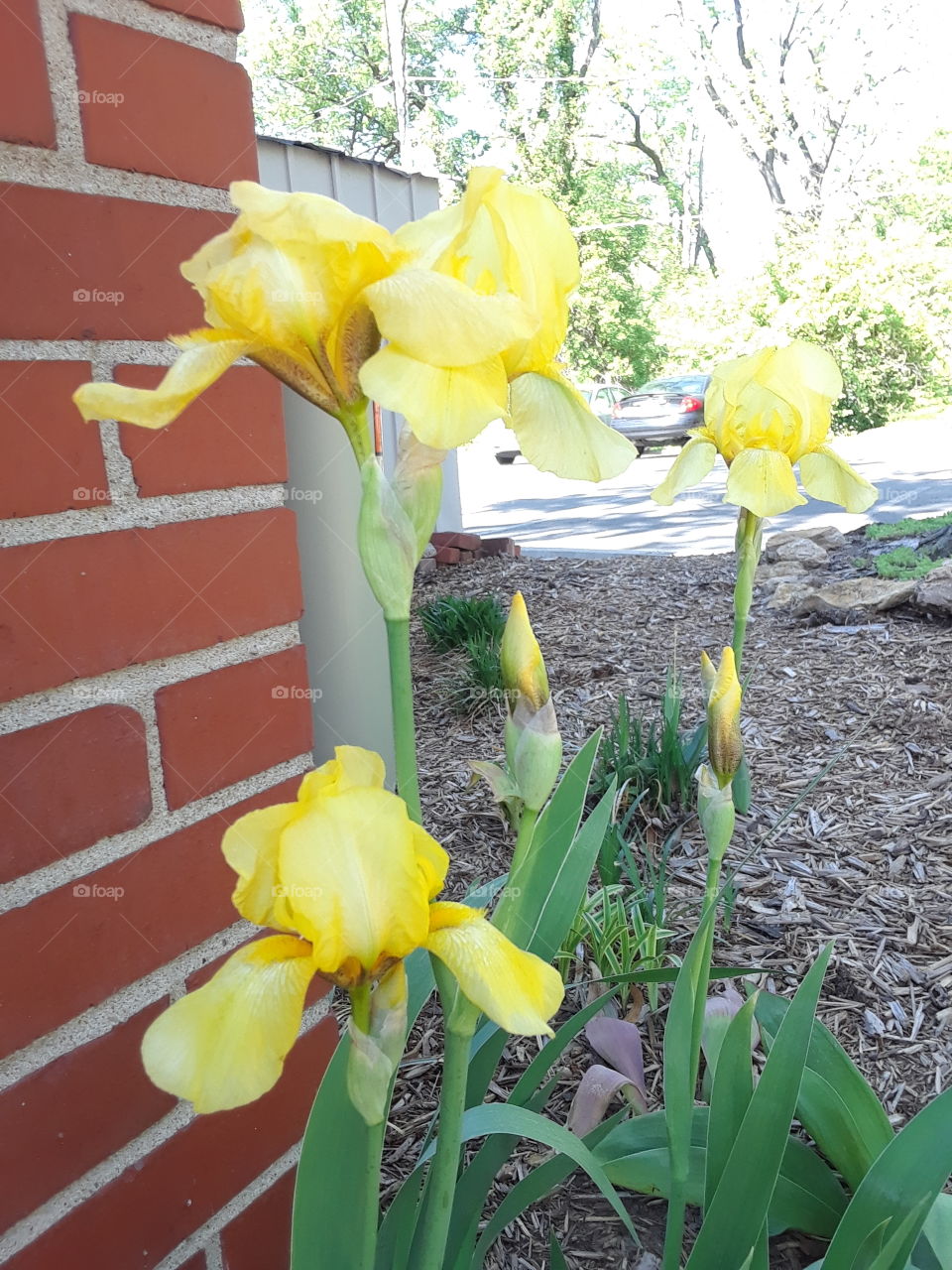 Yellow Iris with a brick wall