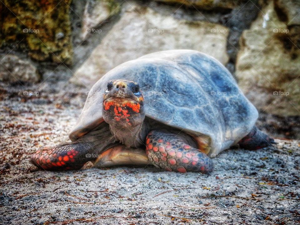 Turtle Antigua 