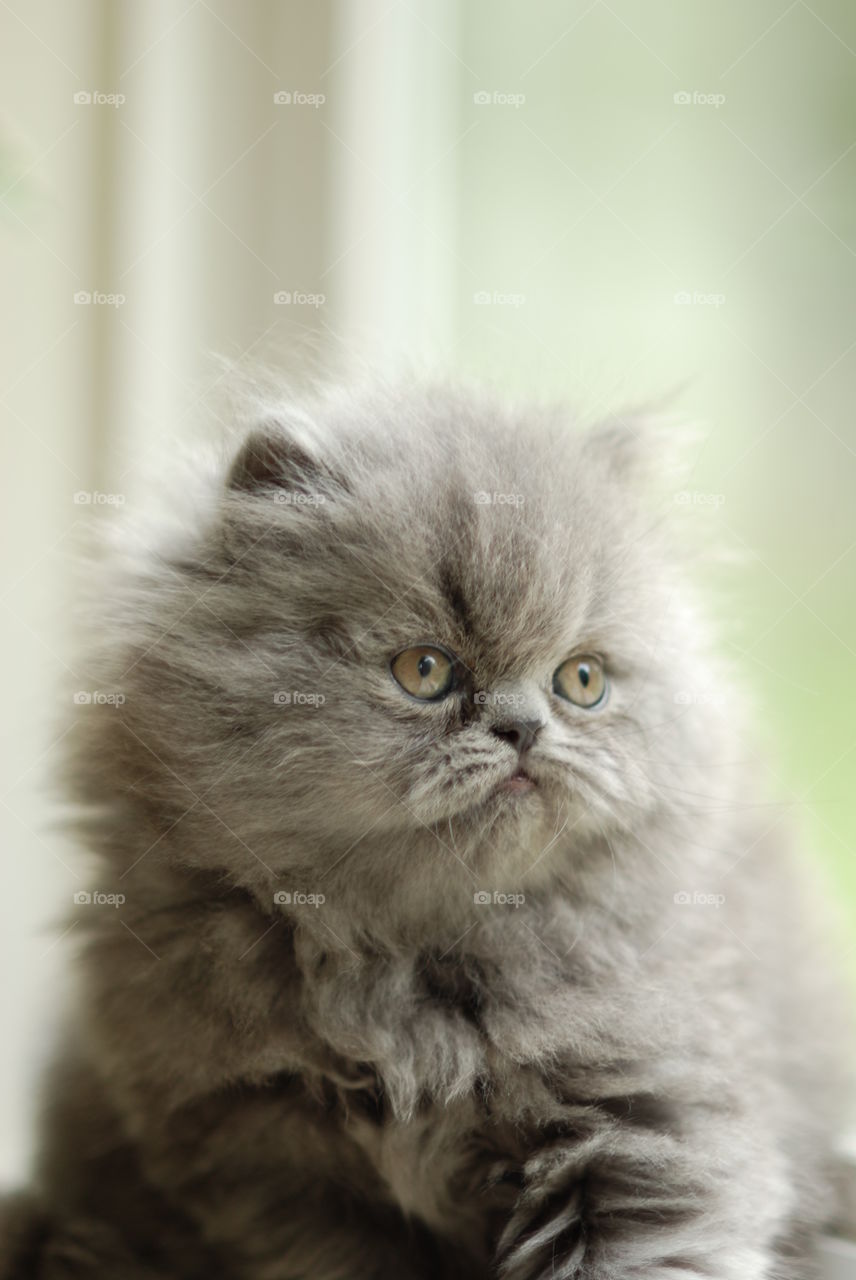 Pretty blue Persian kitten