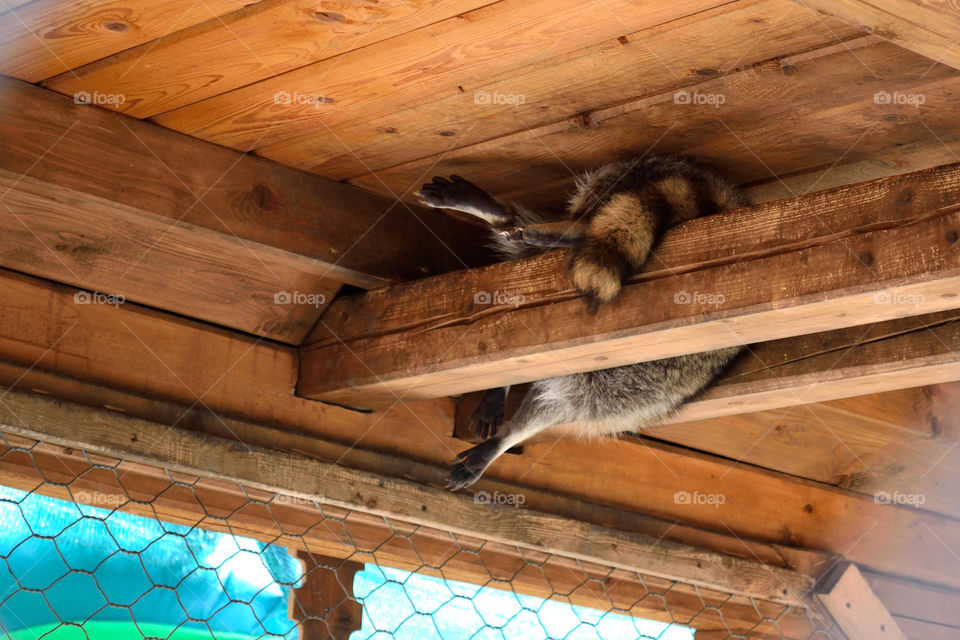 summer hot and smart racoon