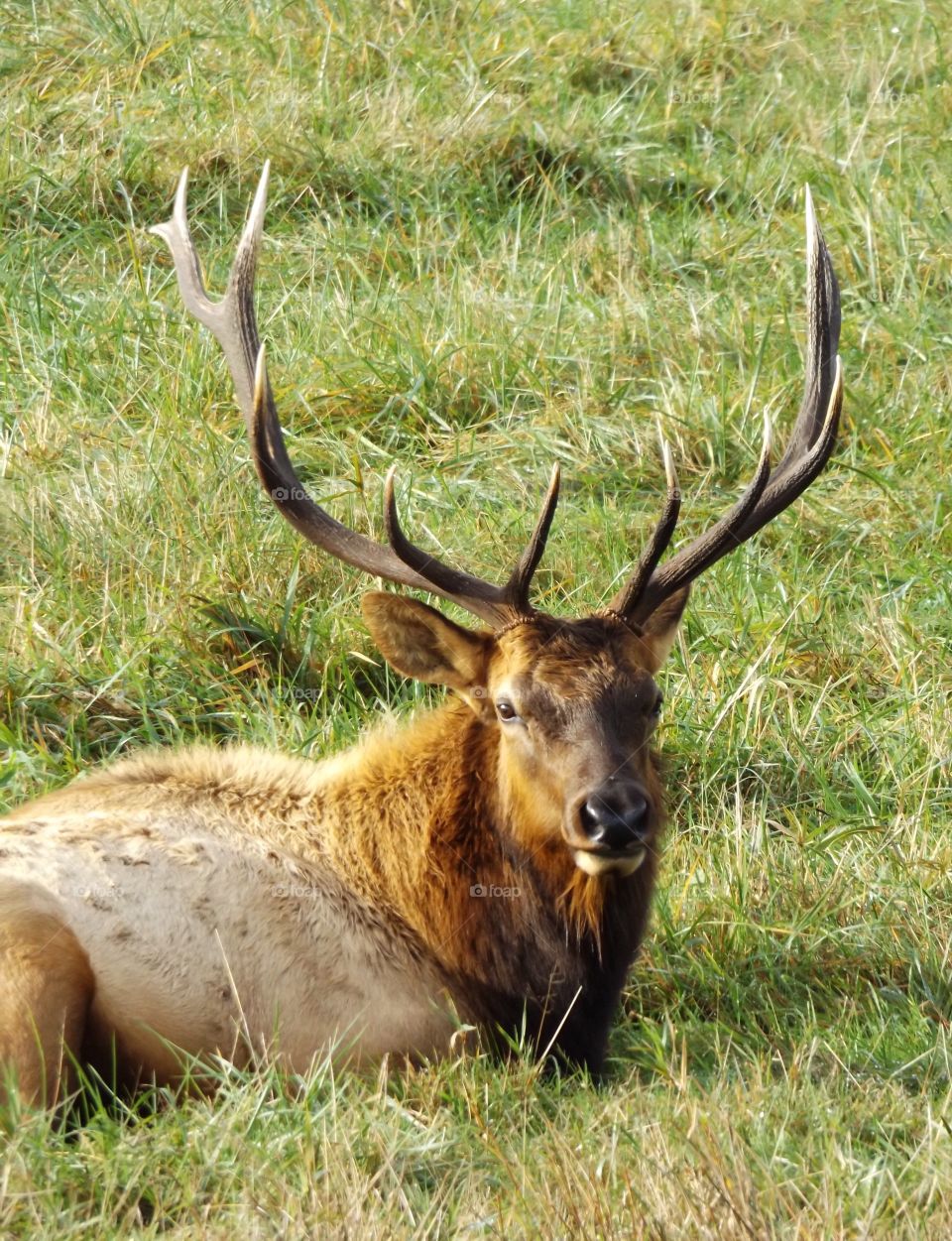 Animal sitting on grass with sharp horn