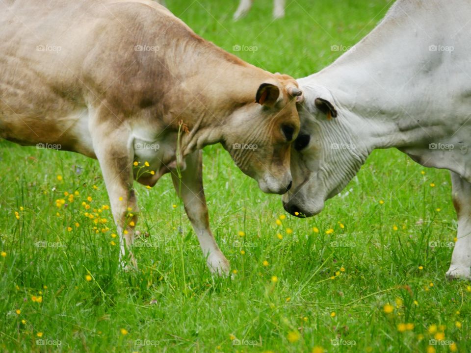 Cow fight