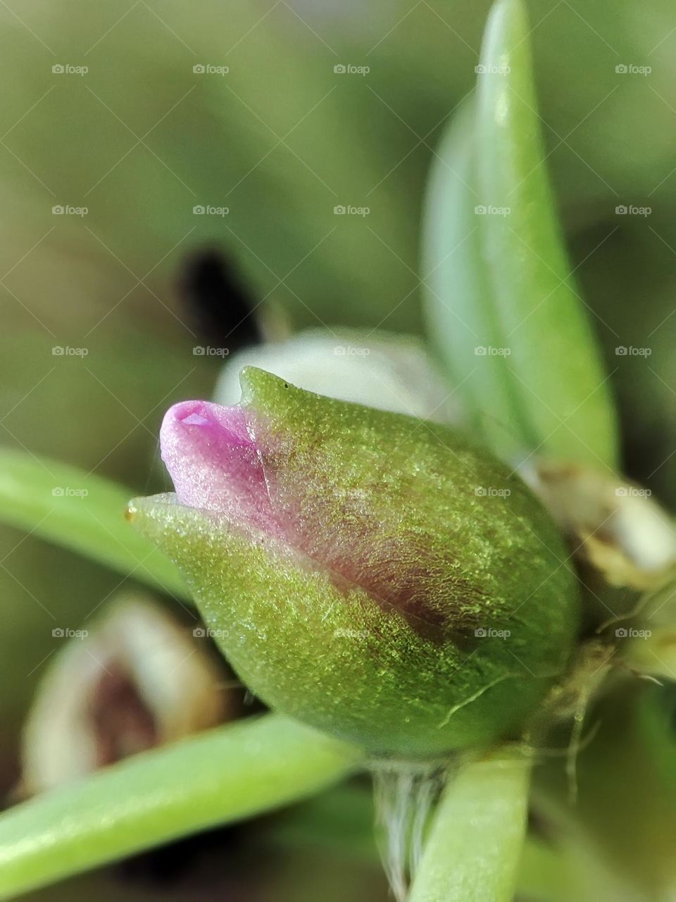 Macro photo of a flower growing in the garden