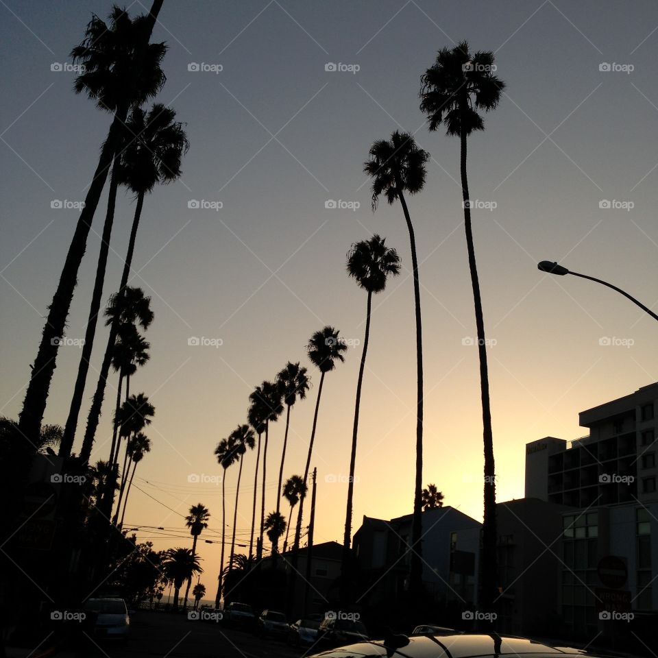 Palmtree. Sunset in LA