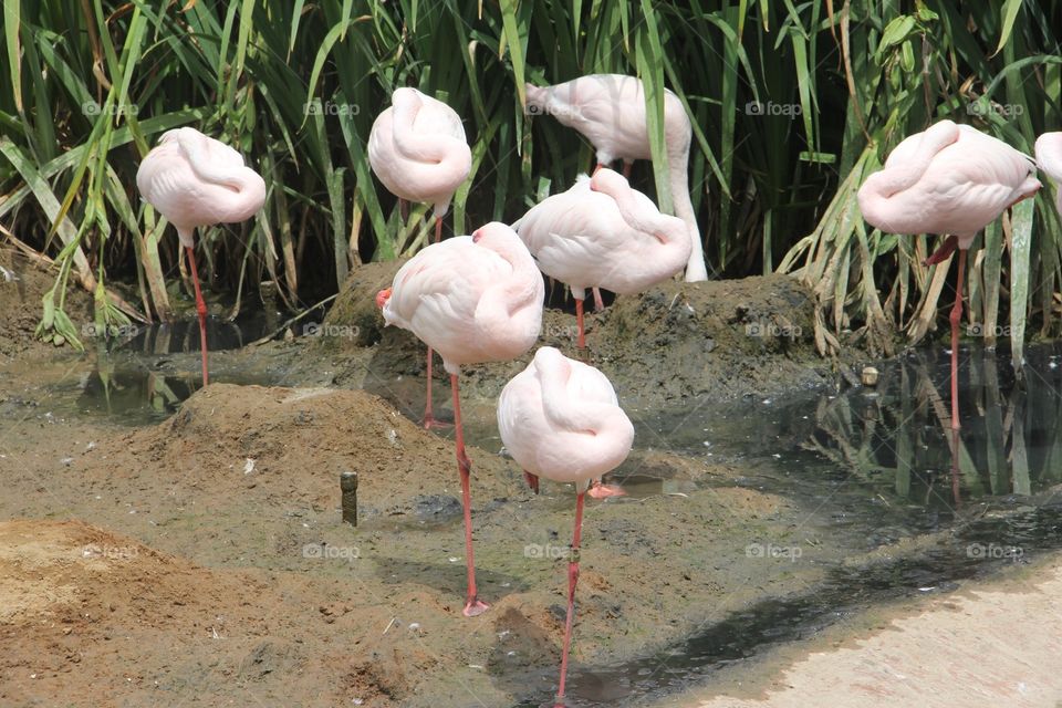 Flamingo, Nature, Wildlife, Neck, Bird