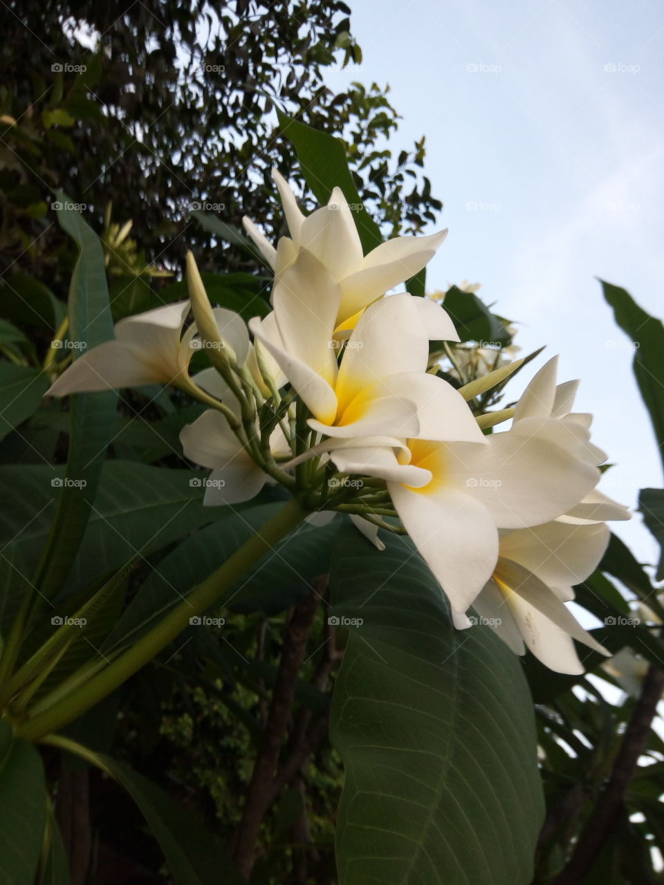 Flower, Nature, Leaf, Flora, Tropical