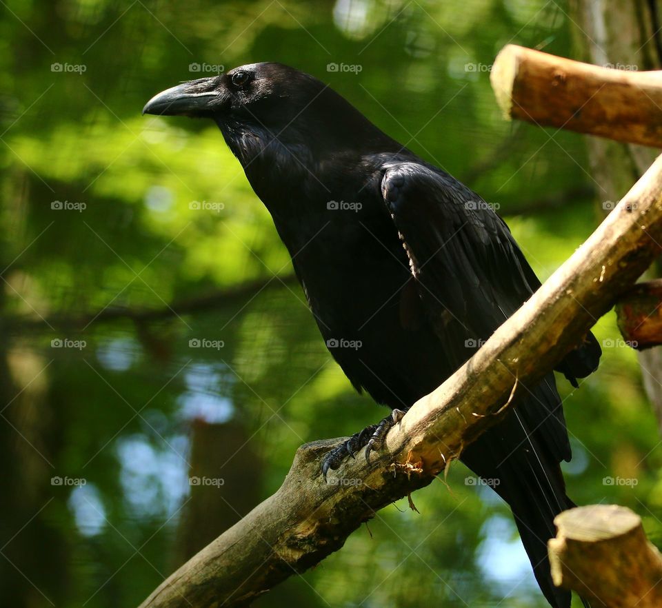 the crow posing like a king