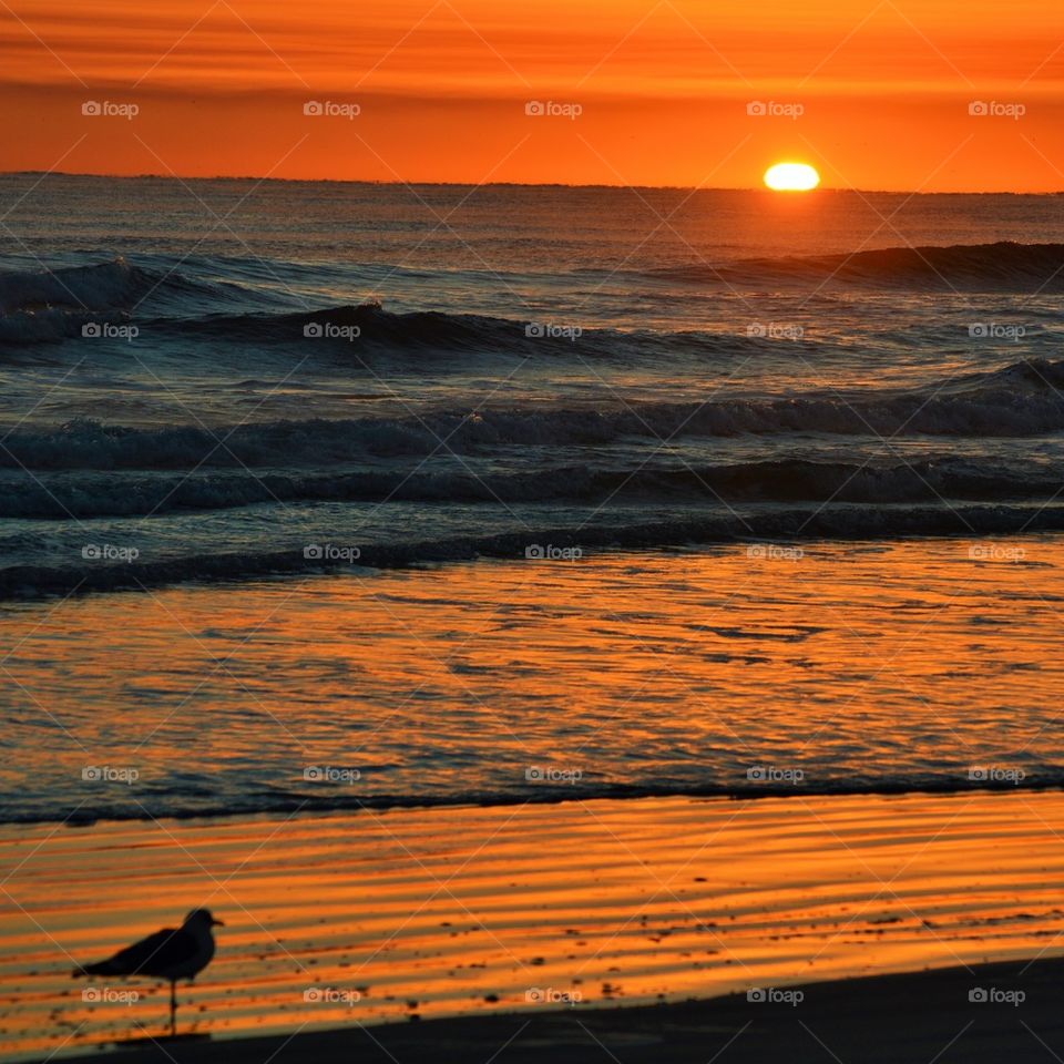 Seagull sunrise