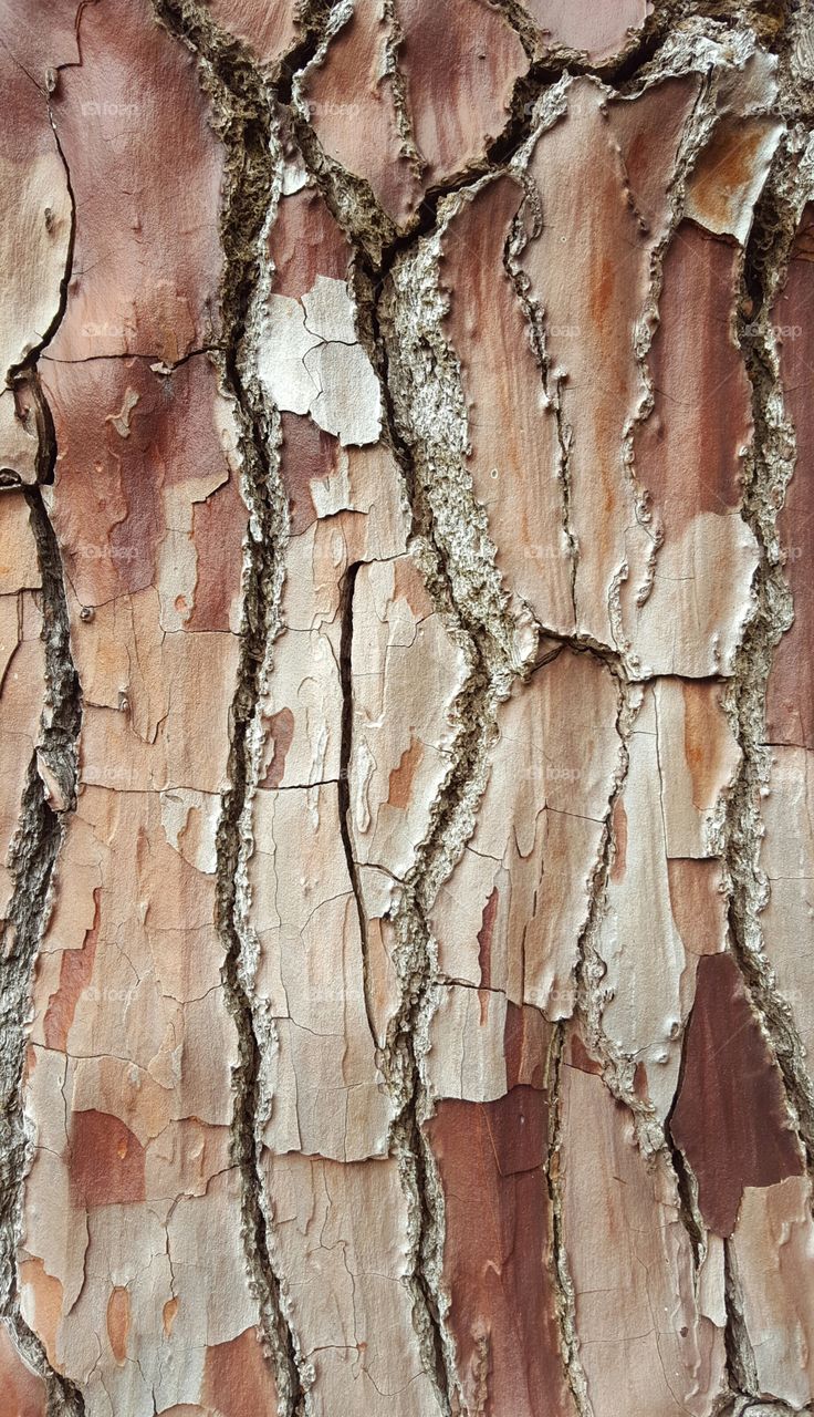 Close-up of tree bark