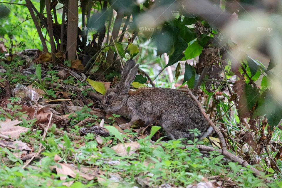 A wild rabbit in a wooded part of the city of Madrid