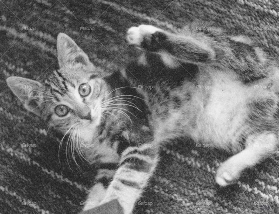 cat animal pet by MagnusPm