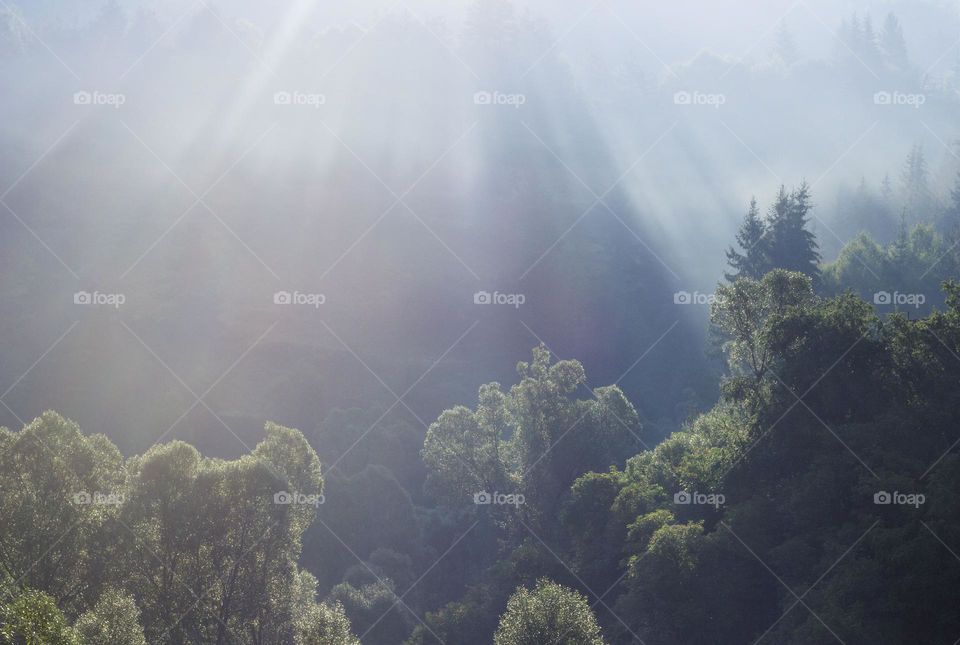 Sunbeams over the trees