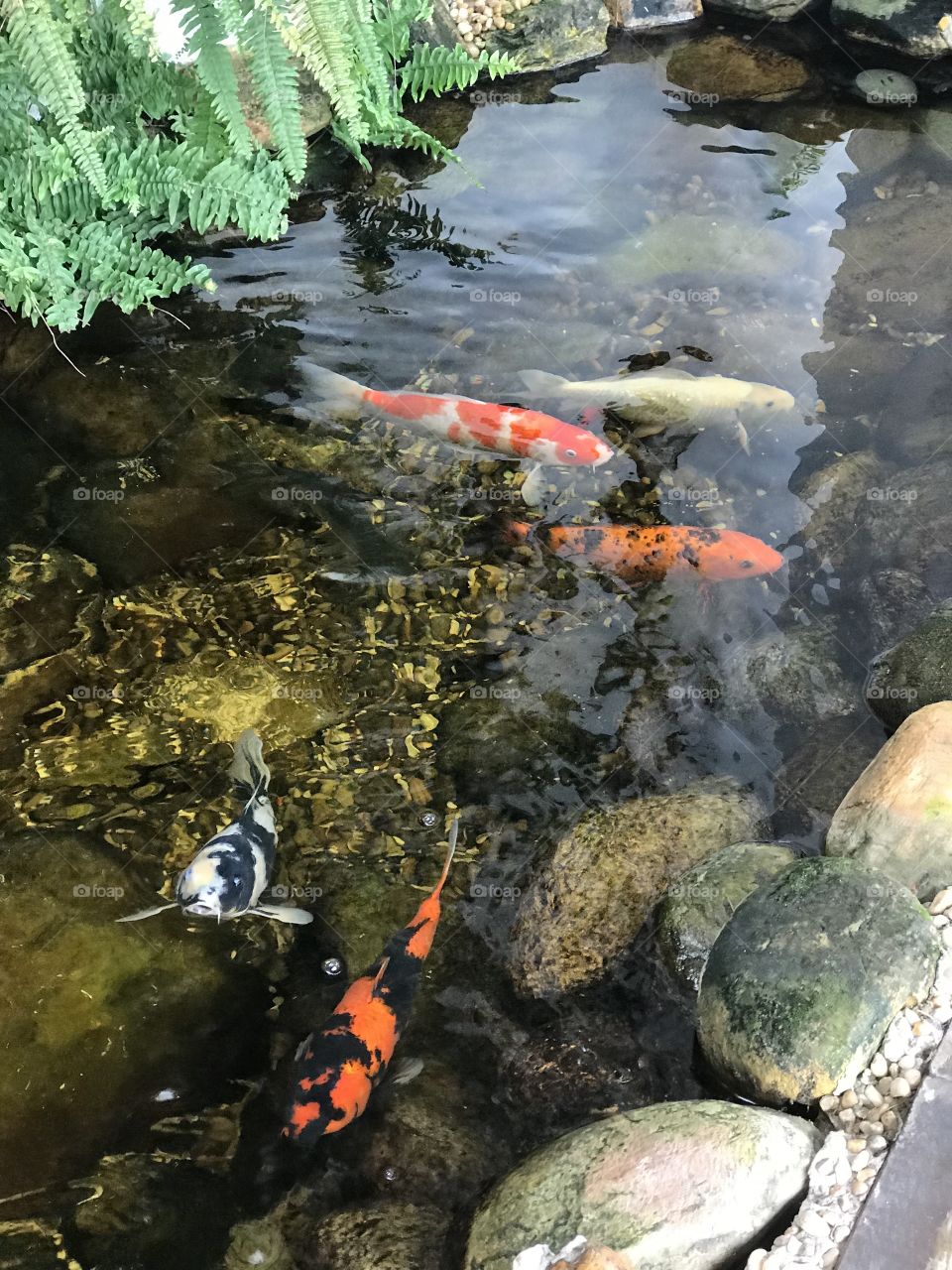 Fish pond inside the shopping in brazil 