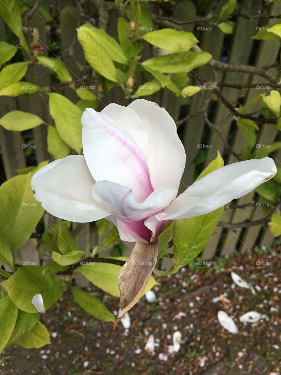 Leaf, Nature, Flower, Flora, Garden