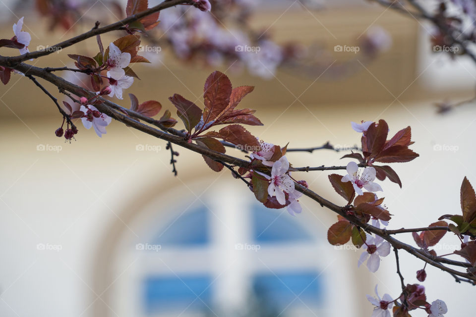 Early Spring in the City