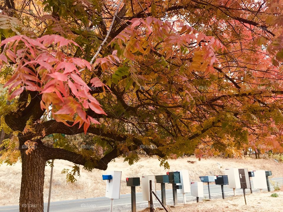 Fall colors in Oak Glen 