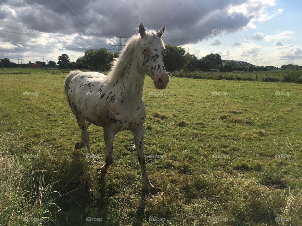sambuca in a nice trot 