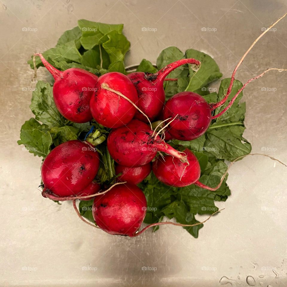 A bunch of organic radishes 