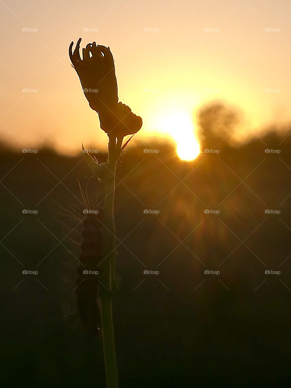 Sunset in forest