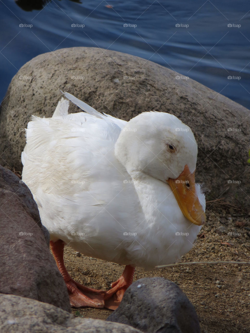 bird duck virginia lake nature by melody