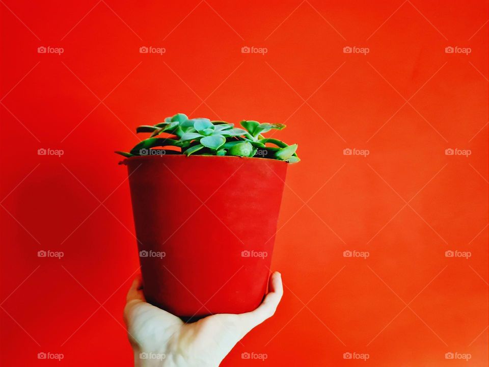 hand holds red flowerpot on red background