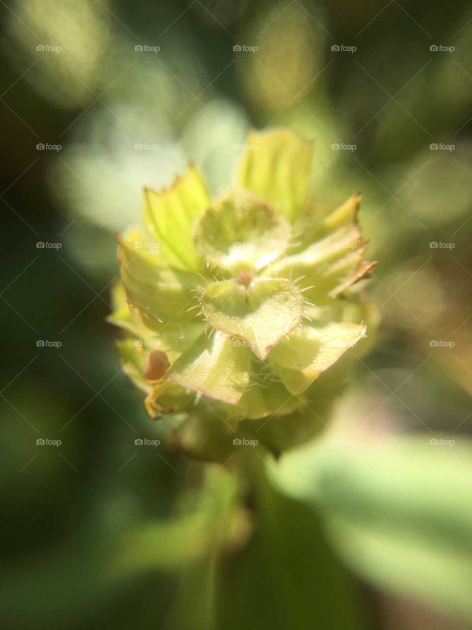 Bud
