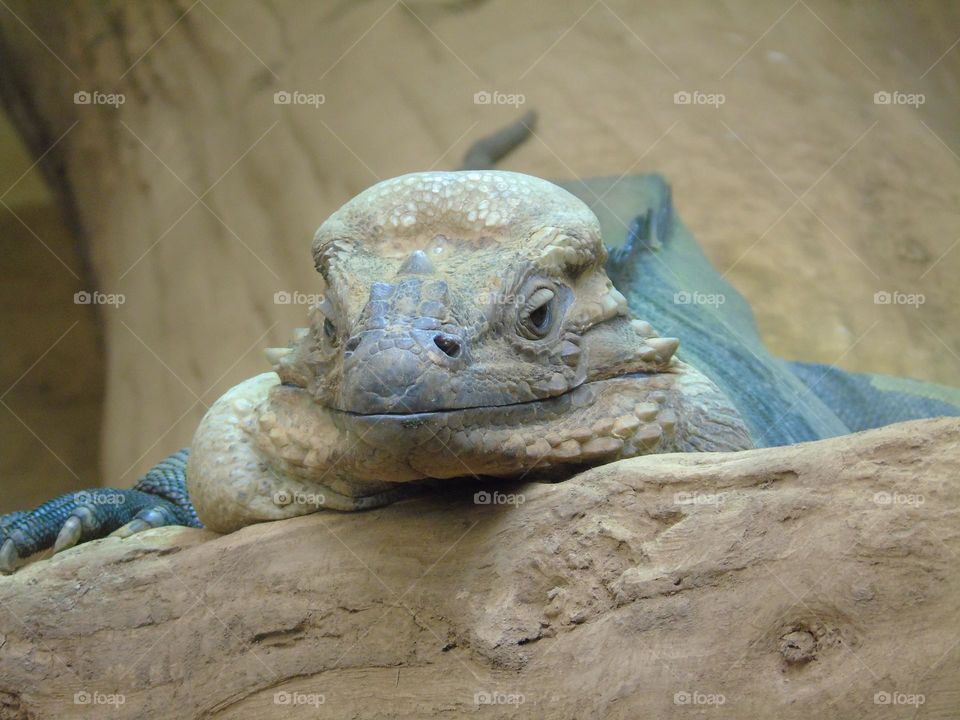 Beautiful, large Iguana portrait